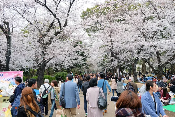 Cherry Blossom szezon — Stock Fotó