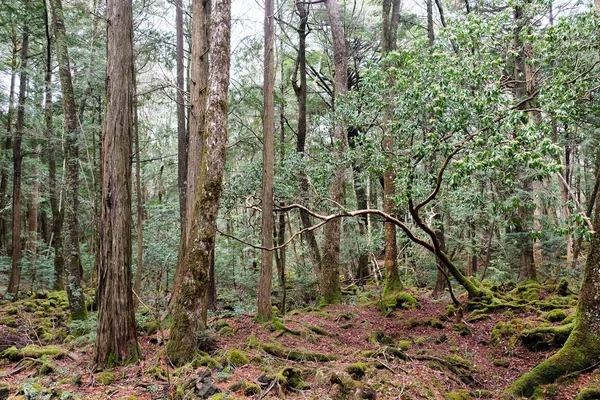 青木ヶ原の森の背景 — ストック写真