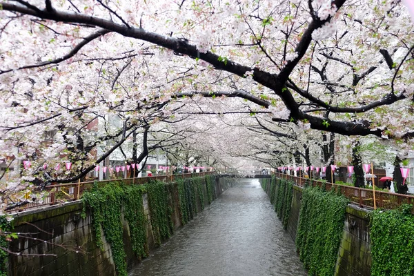 Sakura λουλούδι σεζόν — Φωτογραφία Αρχείου