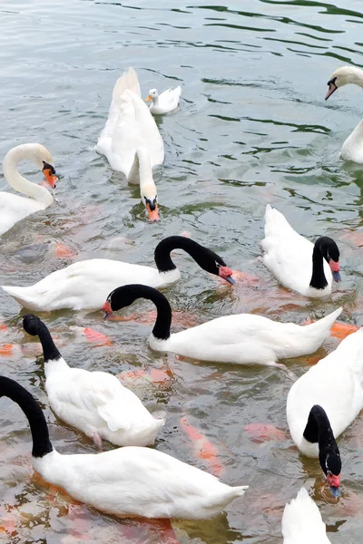 Swan in the lake — Stock Photo, Image