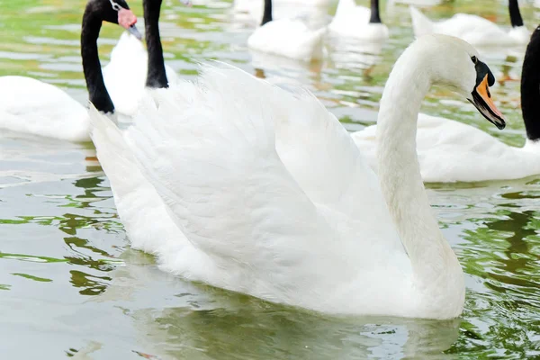 Swan in the lake — Stock Photo, Image