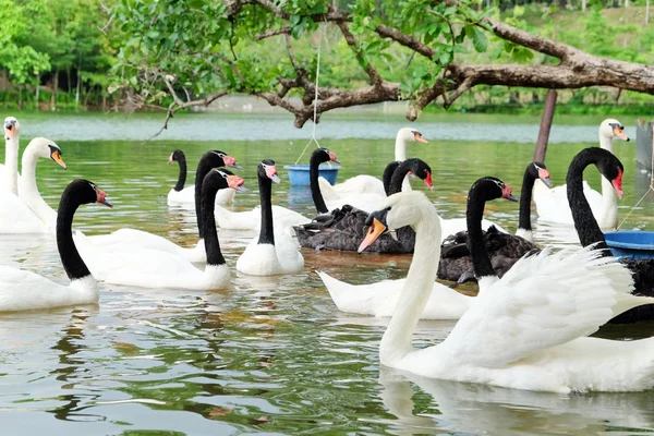 Swan in the lake — Stock Photo, Image