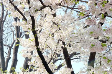 Sakura çiçek sezon