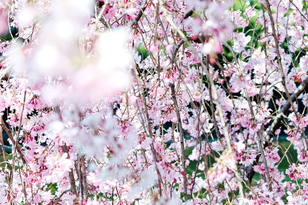 Sakura temporada de flores — Foto de Stock