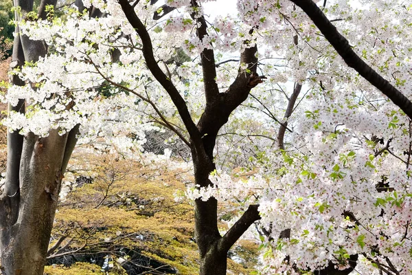 Sakura λουλούδια εποχής — Φωτογραφία Αρχείου