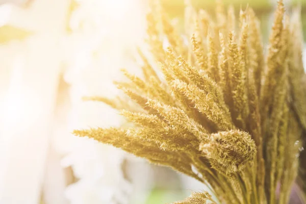 Un fiore di erba infestante — Foto Stock