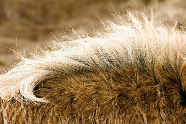 Nek van een paard — Stockfoto