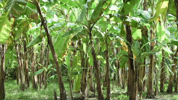 香蕉种植园 泰国的香蕉种植 — 图库照片