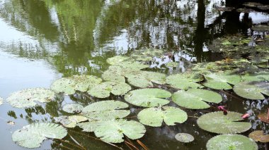 Bahçe gölet nilüfer