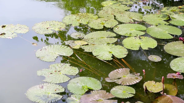 Waterlily Garden Pond — Stock Photo, Image