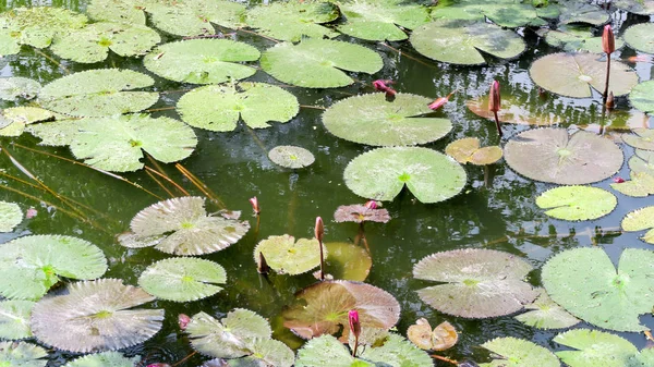 Waterlily Garden Pond — Stock Photo, Image