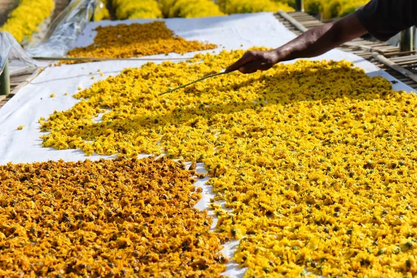 Gedroogde Chrysant Bloemen Gebruikt Voor Het Maken Van Kruidenthee — Stockfoto