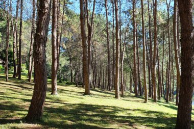 Pang Tong altında Royal Forest Park (Pang ung) Mae Hong Son il, Tayland at. Pang Ung kışın kamp içinde kalmak için popüler bir yerdir. 