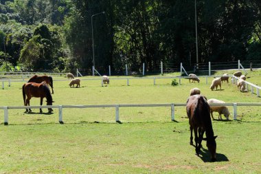 At çiftliğinde, otlatma atlar