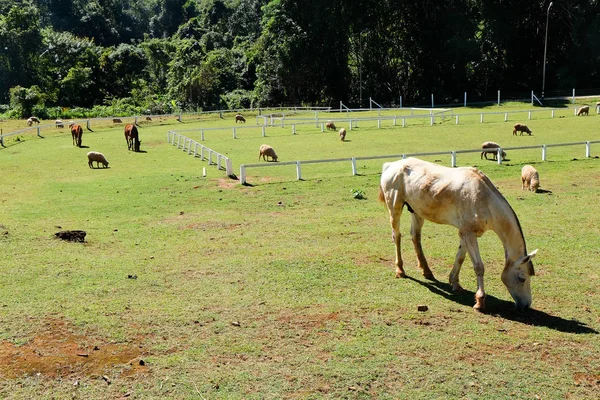 Horses Farm Grazing Horses — Stock Photo, Image