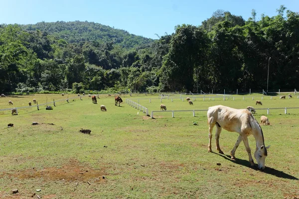 農場で放牧馬の馬 — ストック写真