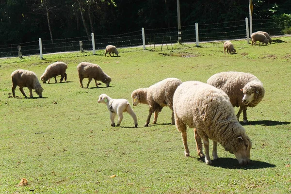 Sheep Grazing Farm — Stock Photo, Image