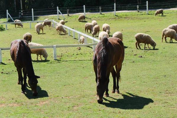 Cavalos Fazenda Cavalos Arrasar — Fotografia de Stock