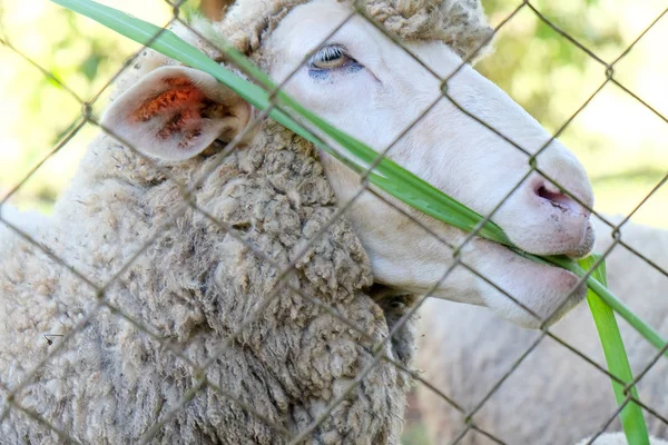 Πρόβατα Που Βόσκουν Στο Αγρόκτημα — Φωτογραφία Αρχείου
