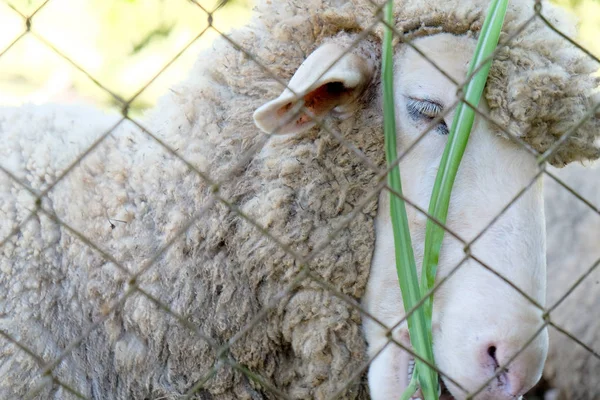 Пасуться Вівці Фермі — стокове фото