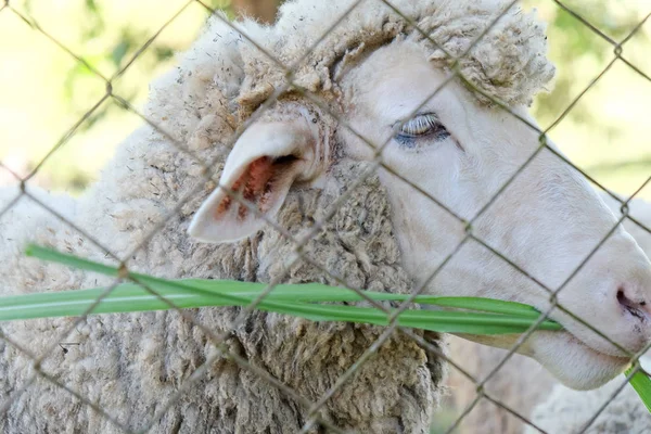 Pecore Pascolo Nell Azienda Agricola — Foto Stock