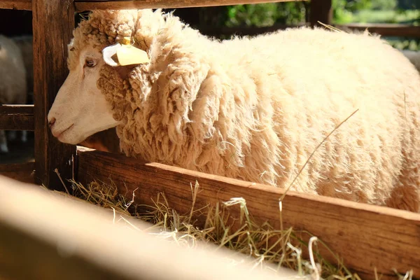 Pecore Pascolo Nell Azienda Agricola — Foto Stock