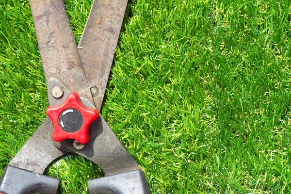 Gardening scissors on grass