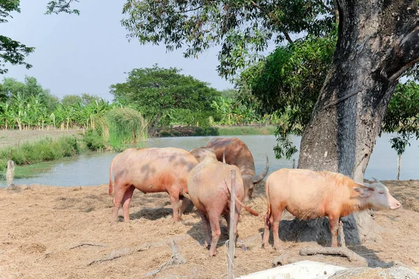 Buffalo Masticare Fieno Thailandia Bestiame — Foto Stock