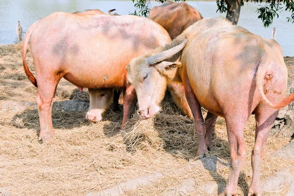 Buffalo Saman Tayland Thailand Hayvancılık Çiğnemek — Stok fotoğraf