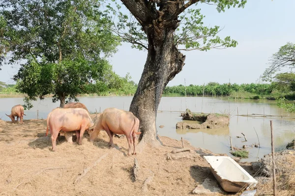 Buffalo Žvýkat Seno Thajsko Hospodářská Zvířata — Stock fotografie