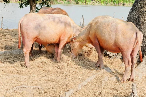 Buffalo Mastigar Feno Tailândia Gado — Fotografia de Stock