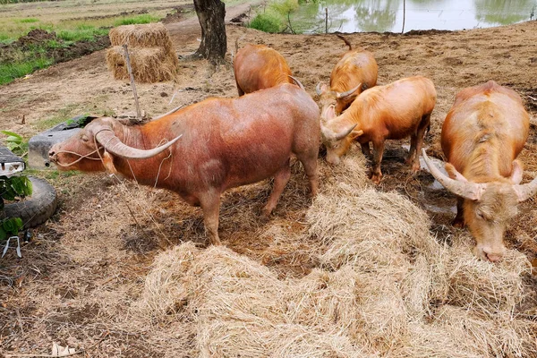 Fieno Masticato Bufalo Allevamento Bestiame — Foto Stock