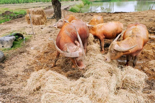 Buffalo Rágni Széna Állattenyésztés — Stock Fotó