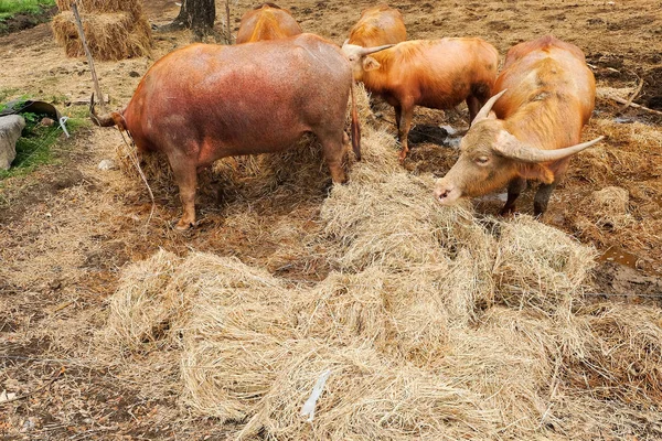 Buffalo Tugga Hay Djuruppfödning — Stockfoto