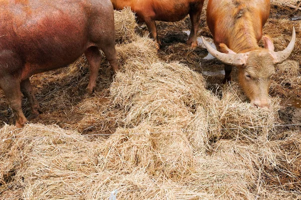 Buffalo Tugga Hay Djuruppfödning — Stockfoto