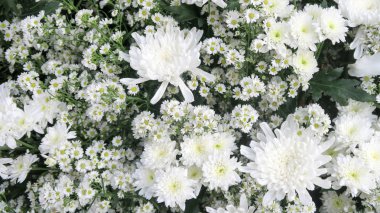 Beyaz gypsophila çiçek arka plan