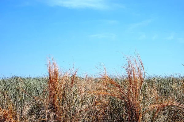 Groen Gras Met Blauwe Lucht Achtergrond — Stockfoto