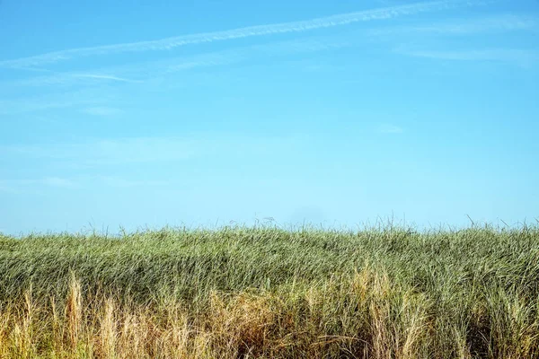 Grama Verde Com Fundo Céu Azul — Fotografia de Stock