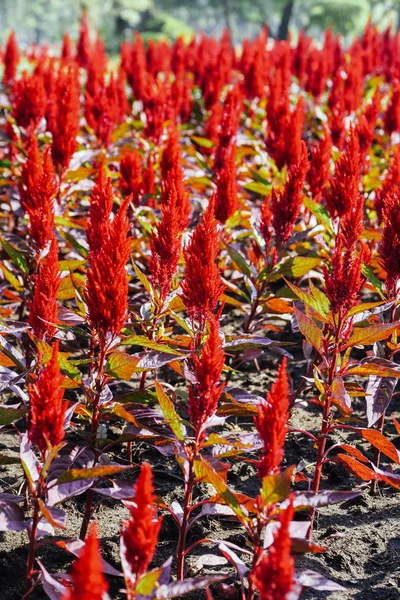 Close Colorful Celosia Flower Background — Stock Photo, Image