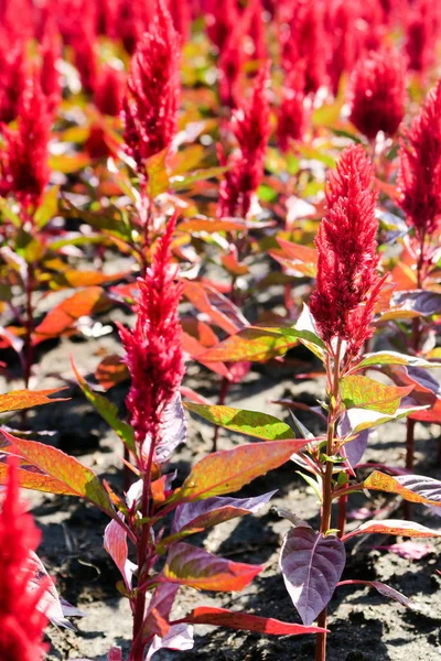 Close Colorful Celosia Flower Background — Stock Photo, Image