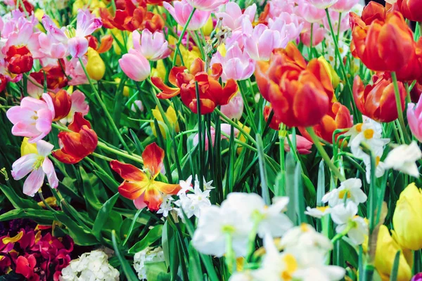 Vista Fondo Tulipanes Coloridos — Foto de Stock