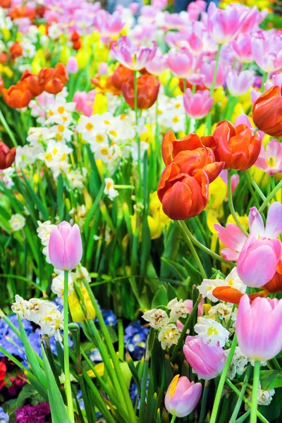Vista Fondo Tulipanes Coloridos — Foto de Stock