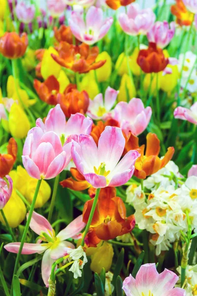 Vista Fondo Tulipanes Coloridos —  Fotos de Stock