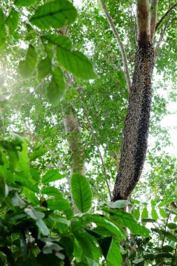 Doğadaki bal peteğinin resmi