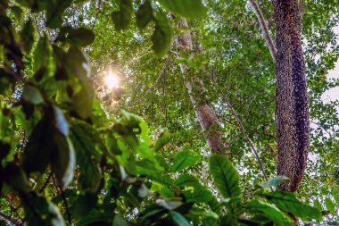 Doğadaki bal peteğinin resmi