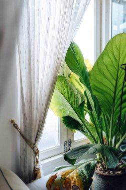 Zarif oturma odasında büyük yeşil yapraklar, ağaçlarla süslenmiş oturma odası.