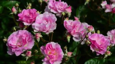 Gül, gülgiller (Rosaceae) familyasından bir gül türü.