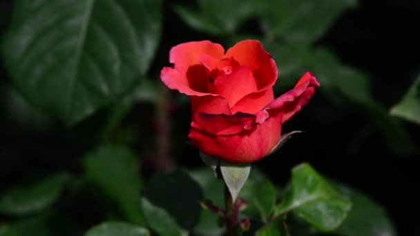 Una Rosa Una Planta Leñosa Perenne Del Género Rosa Perteneciente — Vídeo de stock
