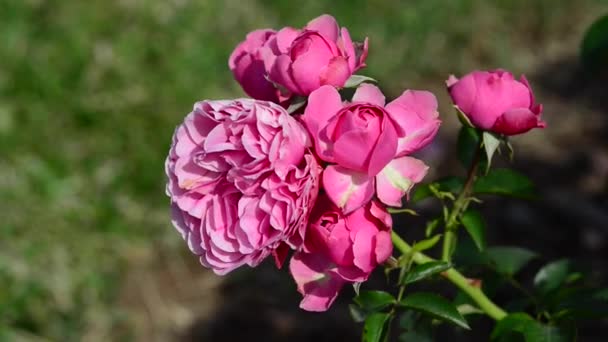 Roseira Uma Planta Com Flor Perene Lenhosa Género Rosa Família — Vídeo de Stock