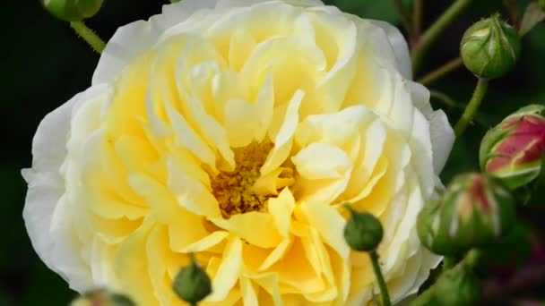 Троянда Дерев Яна Багаторічна Квіткова Рослина Роду Rosa Родині Rosaceae — стокове відео